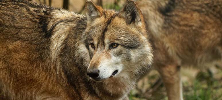 Que faire autour de Lyon ? Une rencontre avec les animaux